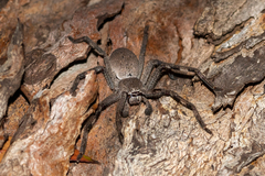 Isopedella saundersi