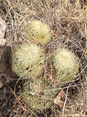 Coryphantha recurvata recurvata