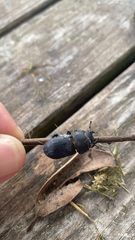 Dorcus parallelipipedus