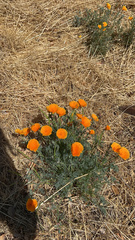 Eschscholzia californica