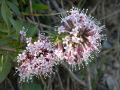 Valeriana arizonica