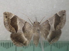 Dysgonia senex