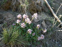 Valeriana arizonica