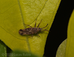 Teleonemia scrupulosa