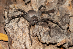 Isopedella saundersi