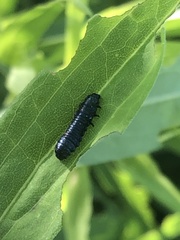 Trirhabda canadensis