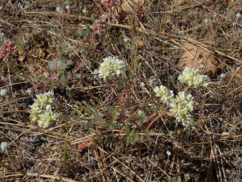 Image of Sierra horkelia by (c) Nolan Exe, some rights reserved (CC BY)