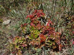 Berberis pinnata pinnata