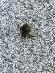 Bombus