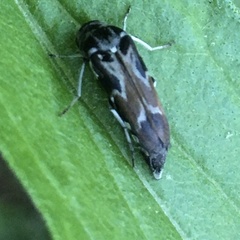 Glipa hilaris