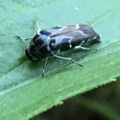 Glipa hilaris