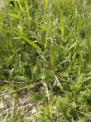 Anthoxanthum glabrum