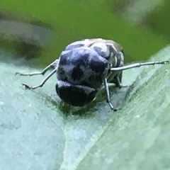 Glipa hilaris