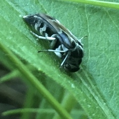 Glipa hilaris