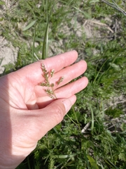 Anthoxanthum glabrum