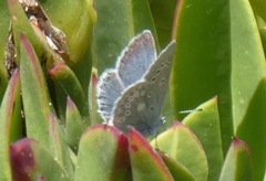 Icaricia icarioides parapheres