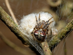 Araneus albotriangulus
