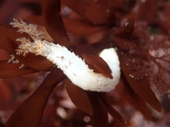 Eupentacta quinquesemita