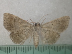 Dysgonia senex