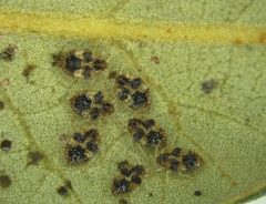 Corythucha floridana