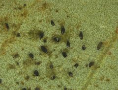 Corythucha floridana