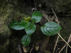 Fuchsia boliviana