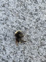 Bombus