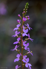 Stylidium productum