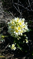 Toxicoscordion fremontii