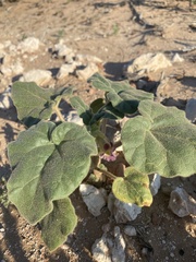 Proboscidea sabulosa