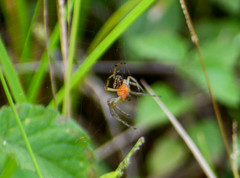 Alpaida veniliae