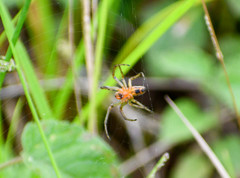 Alpaida veniliae