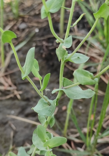Image of Eutrema salsugineum by (c) Юлия, some rights reserved (CC BY)