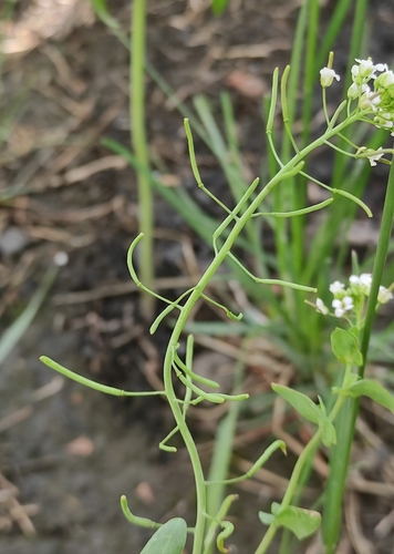 Image of Eutrema salsugineum by (c) Юлия, some rights reserved (CC BY)