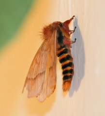 Lemaireodirphia lasiocampina