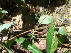 Ocnophiloidea regularis