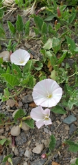 Convolvulus arvensis