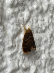 Arna pseudoconspersa