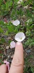 Convolvulus arvensis