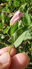 Convolvulus arvensis