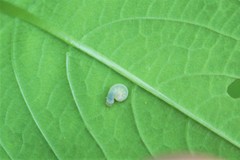 Aglaostigma semiluteum