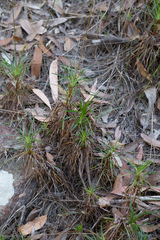 Stylidium productum