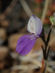 Collinsia linearis