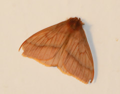Lemaireodirphia lasiocampina
