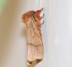 Lemaireodirphia lasiocampina