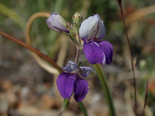 Image of Collinsia linearis by (c) Nolan Exe, some rights reserved (CC BY)