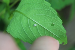 Aglaostigma semiluteum