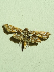 Lepidoptera