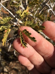 Archidendropsis basaltica