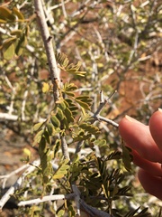 Archidendropsis basaltica